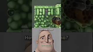 DNA is way smaller than you think! #DNAFacts#ScienceReels#NanoWorld #Microbiology #Human Body #Amaz