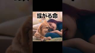 繋がる命  #roddaai #music #trending #love#japanese #bollywood #hotashell #hotlook  #japaneseshorts