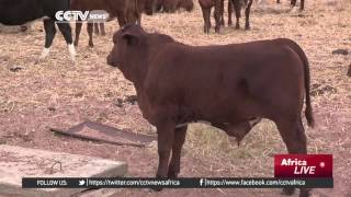 South Africa's agriculture ministry seeking $800m in form of government guarantees