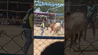 #vadamadumanjuvirattu #vadamadu #tamiltrending #shorts #shortsfeed #tamilmusic #jallikattukalai