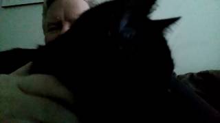 Cat patting