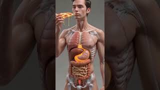 Inside the Human Body - Science in Motion#humanbody  #3danimation #digestivesystem