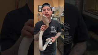 とてもフレンドリーな毒蛇？？🐍😨