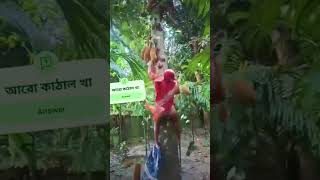 আরো কাঁঠাল খাবি 🤣🤣🤣🤣🤣😄