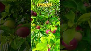 #PulamSeason #PlumHarvest #FarmToTable #FarmToTable #InstagramReelsIndia #Trending