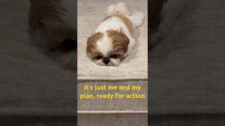 Action plan #smalldogbreed #cute #shihtzu #puppy #pet #petlover #goodvibes #funnyvideo #fun #funny