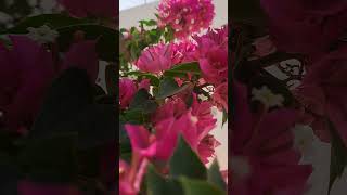 morning birds sound #nature #relaxnig #flowers #garden #shorts