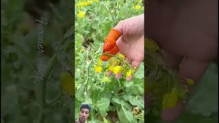 खेती करने के मामले में चीन के लोगों का कोई जवाब नहीं । #farming #shorts #short