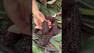 Most Amazing fruits & vegetables #nature #rainoundforsleep