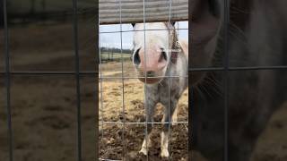 Come tour property with me in Arrington, Tennessee.  #williamsoncountytn #nashvillerealestate