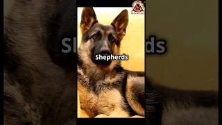 The Dark Side of German Shepherds: Behavior Issues You Never Knew! #amazingfacts #germanshepherd