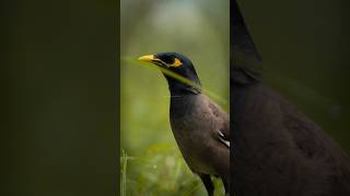 Curious, bold & full of chatter🐦#Myna #BirdLovers #NatureShorts #WildlifeIndia #VillageLife