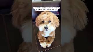 Let me know in comments! Also don’t forget to like and subscribe! #puppy #cute #dog #cutepuppy