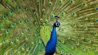 Royal peacock at Alcazar,opening her feathers