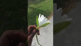 #waterlily #fouryou #musicvideo2022 #song