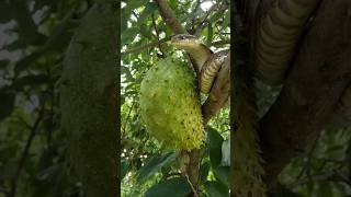 A beautiful cobra snake is trying to eat soursop fruit #snakevideo #cobrasnake