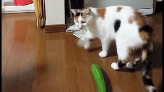 キュウリにビックリ！猫がキュウリに驚く瞬間映像コンパイル。猫ちゃん好きにはたまらないカワイイ、おもしろすぎる10分間！