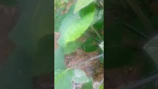 #banglalyricssong #shortvideo #vegetabls