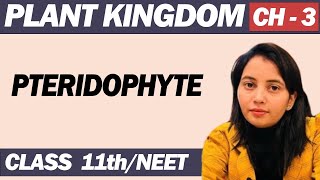 Biology - class 11 plant kingdom ( Pteridophyte)