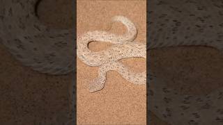 दुनिया का सबसे धोखेबाज साप। World cheatery snakes। spider tailed snake । #scincefacts #science