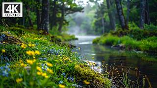 Peaceful Forest Soundscape with Birdsong, Blooming Wildflowers & Soft Water Flow for Relaxation