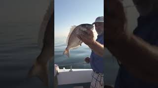 Madness 815 in the morning NEVER ENUFF FISHING FLEET Queen NEW YORK