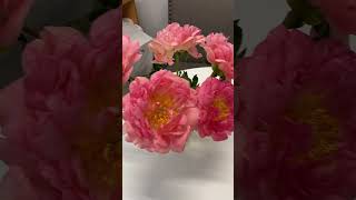 #flowers #flowermaking #flowerarrangement #ponies #weddingflowers #exoticflowers #prettyflowers