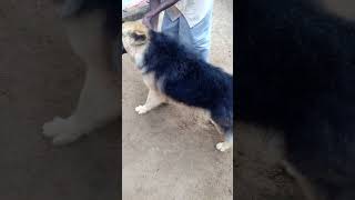 🐕 #gsdplaying Fun, Fluff, and Fur