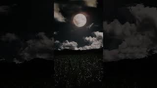Dark_life_ -_Tomar Chaya#lofi#sad #music