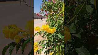 Best flower 🌼 🌸 video #saudiarabia #flo #imrankhanpti wers #nature #shorts
