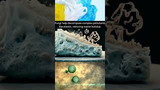 why are fungus the nature's hidden Superheroes?? #shorts #fungus #botany #educationreels