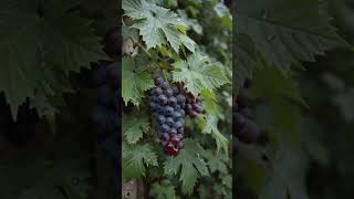 #slowmomagic #asmr #knifeskills #oddlysatisfying #relaxingvideos #satisfyingvibes #watercut