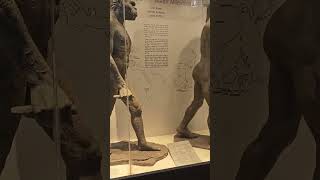 Evolution of Human | Indian Museum | Kolkata | Adbhutpics|#indianmuseum #kolkata