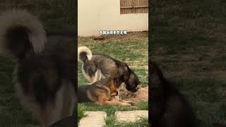 Dog's Comedy Gold Moments! 🤣🐶 | Hilarious Fails, Zoomies & Derpy Expressions