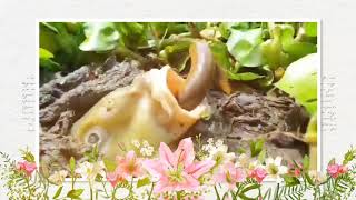 এটা কেমন মাছ | New funny video|