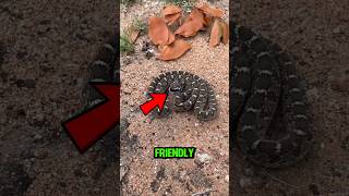 3 Friendly Snakes🐍 You Can Actually Keep as Pets