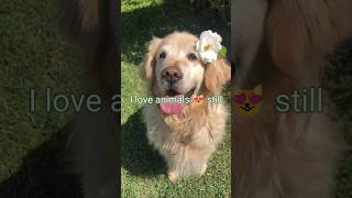 I love animals still 🐈#relatable #animallover #explorepage #tranquilitytime