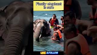Elephant survival #youtubeshorts #viralvideo  #trending