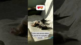 Feline Devotion: Cats' Unwavering Loyalty Revealed 🐱💙 #catlove # cat #fyp #foryoupage