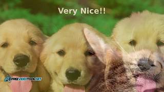 Photo Slideshow Sample created with FreeVideoTool.net