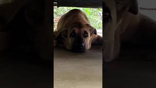 Kombai Dog whining #shorts