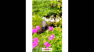 Shesh Kanna (শেষ কান্না) | Lofi × Lyrics || Tanveer Evan |