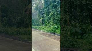 #kasargod #rainyweather #kerala  #lushgreenery #mazha #railwaystation #travel #traintracks #rain