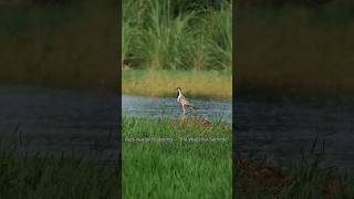 "Covering the Species in My Village - Part 1: The Watchful Sentinel | #VillageWildlife #wildlfe