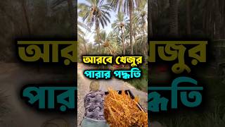 আরবে খেজুর পড়ার পদ্ধতি #আরবেরখেজুর #খেজুর #arabdates #dates #shorts