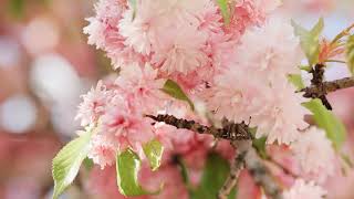 8 Hours of Relaxing Music & Beautiful Nature, Piano Music for Stress Relief, Deep Sleeping Music #40