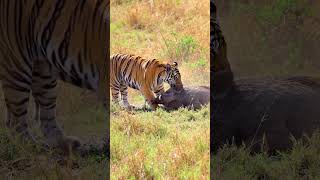 Watch the Tiger Catch the Wildboar, High Tension  #animalhunt #wildlife #animals #predatorvsprey