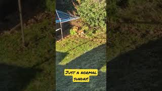 how to spot the Fox 🦊 how to enjoy sunny day! #sunday