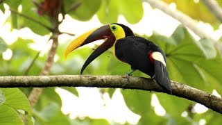 4K VIDEO NATURE BIRDS IN THE FOREST 30FPS ULTRA