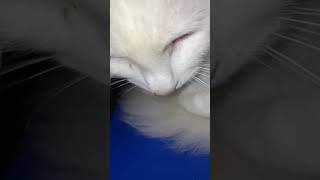 Angelo Meows 6
